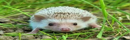 Pygmy Hedgehog rodents for sale: African Pygmy Hedgehog Hoglets - Advert 4