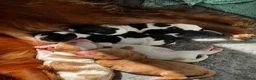 Cocker Spaniel dogs for sale: 5 cocker spaniels available  - Advert 13
