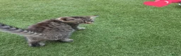 Domestic Shorthair cats for sale: 2 beautiful tabby kittens  - Advert 2