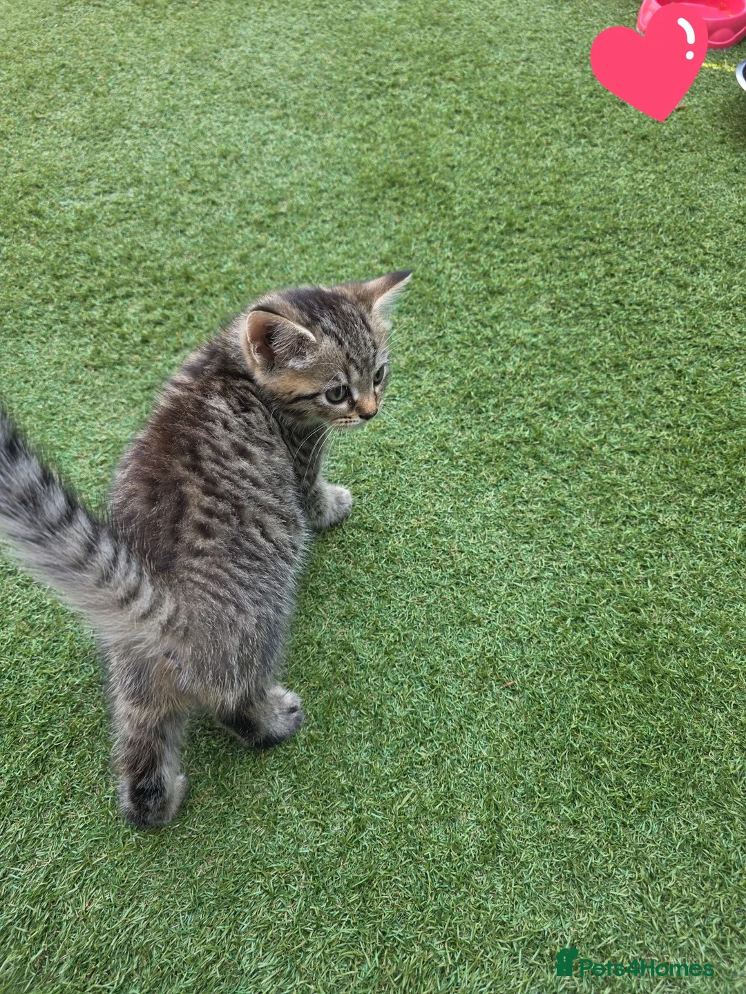 Domestic Shorthair cats for sale: 2 beautiful tabby kittens  - Advert 2