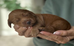 Cockapoo dogs for sale: Stunning F2 DNA health tested Cockapoo puppies  - Image 6