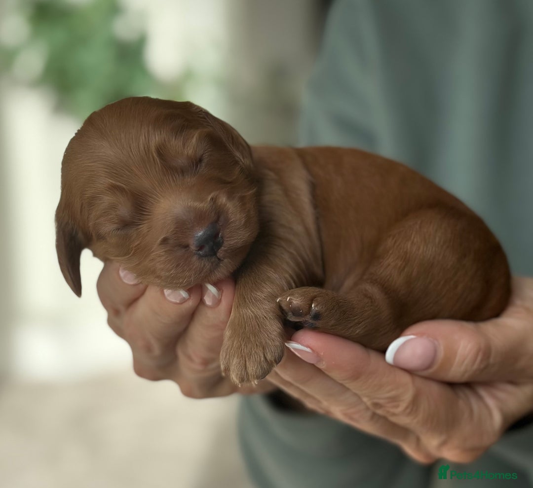 Cockapoo dogs for sale: Stunning F2 DNA health tested Cockapoo puppies  - Image 6
