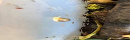 Snails invertebrates for sale: Jodatzi baby giant african land snails - Advert 4