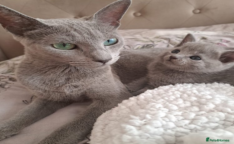 Russian Blue cats - Advert 2