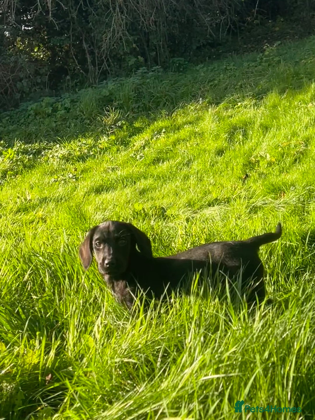 Springador dogs for sale: Beautiful F1 Springador pups for sale! - Advert 6