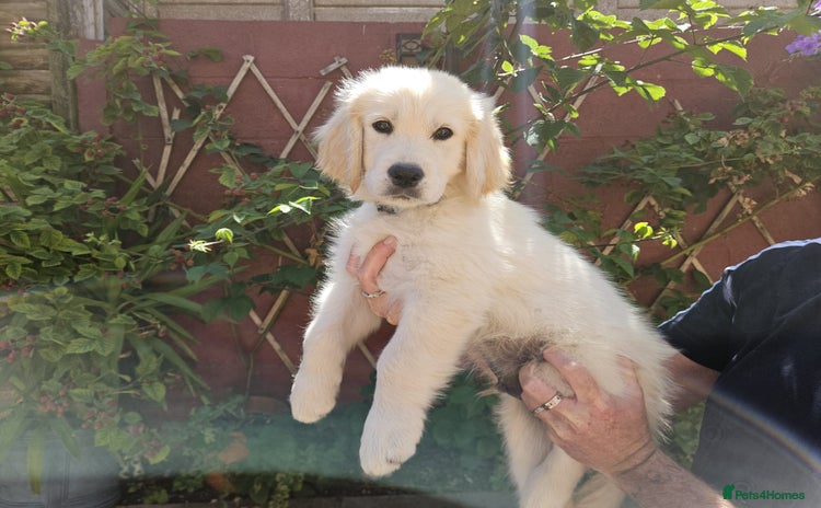 Golden Retriever dogs in Fareham - Advert 14