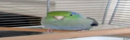Budgerigars birds for sale: Beautiful Tame Male Parrotlet - Advert 9