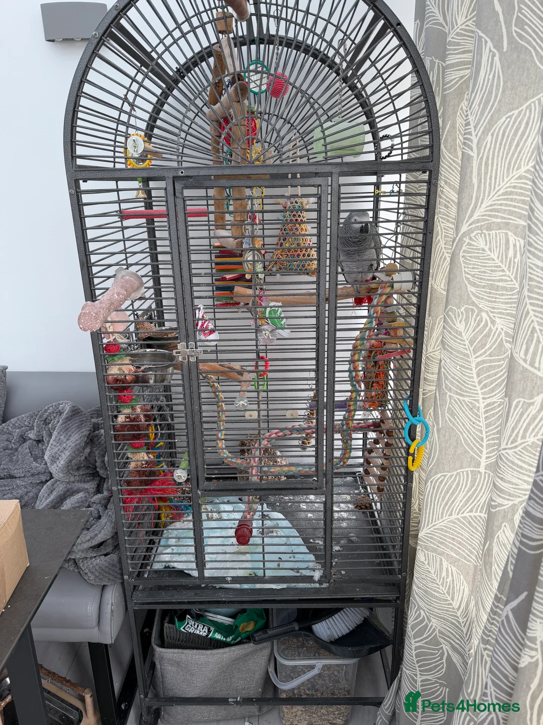 Parrots birds for sale: Extremely sad sale of our much loved Coco - Advert 3