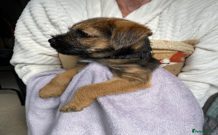 Border Terrier dogs - Advert 1