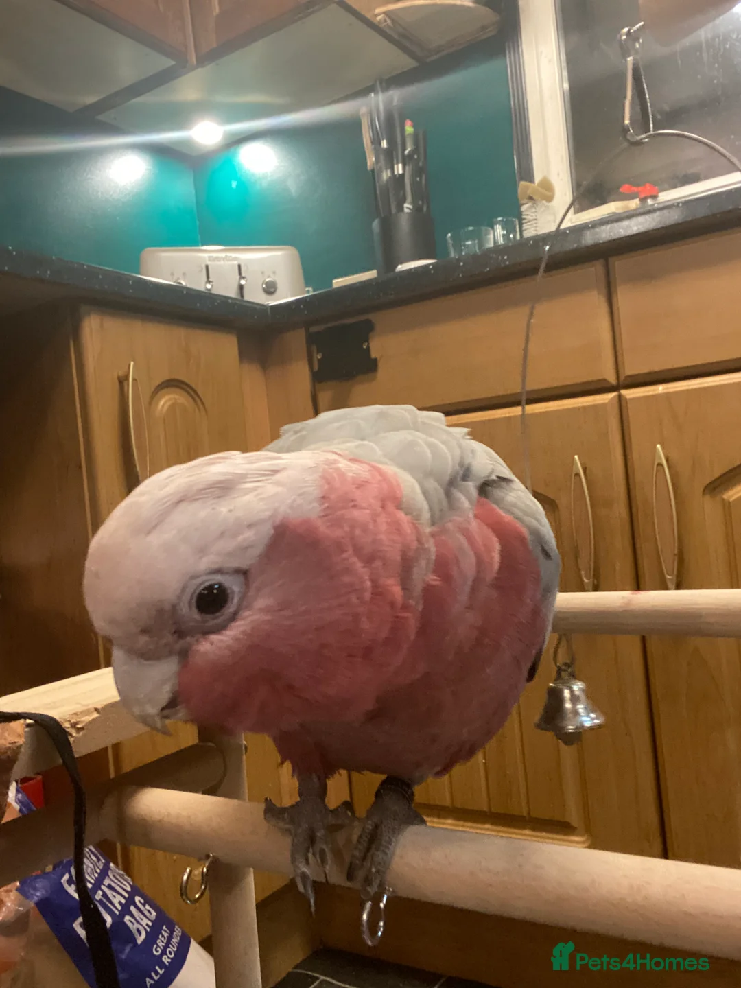 Cockatoo birds for sale: 10 month old male galah cockatoo - Advert 2