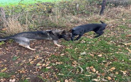 German Shepherd dogs for sale: German Shepard Girls - Image 5