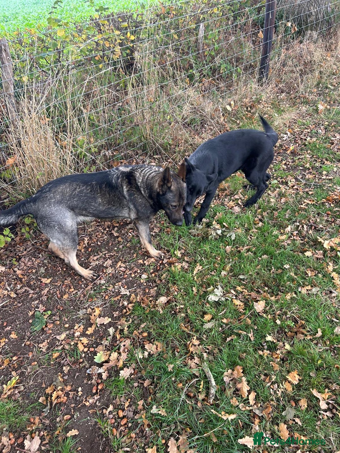 German Shepherd dogs for sale: German Shepard Girls - Image 5