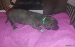 Mixed Breed dogs for sale: Gorgeous puppies  - Advert 11