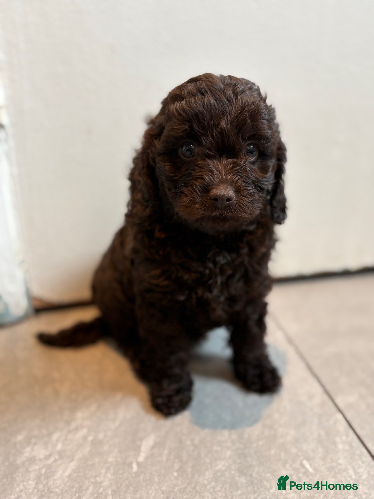 Cavapoo dogs 4 chocolate Cavapoo puppies - Advert 1