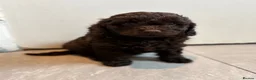 Cavapoo dogs for sale: 4 chocolate Cavapoo puppies - Advert 1