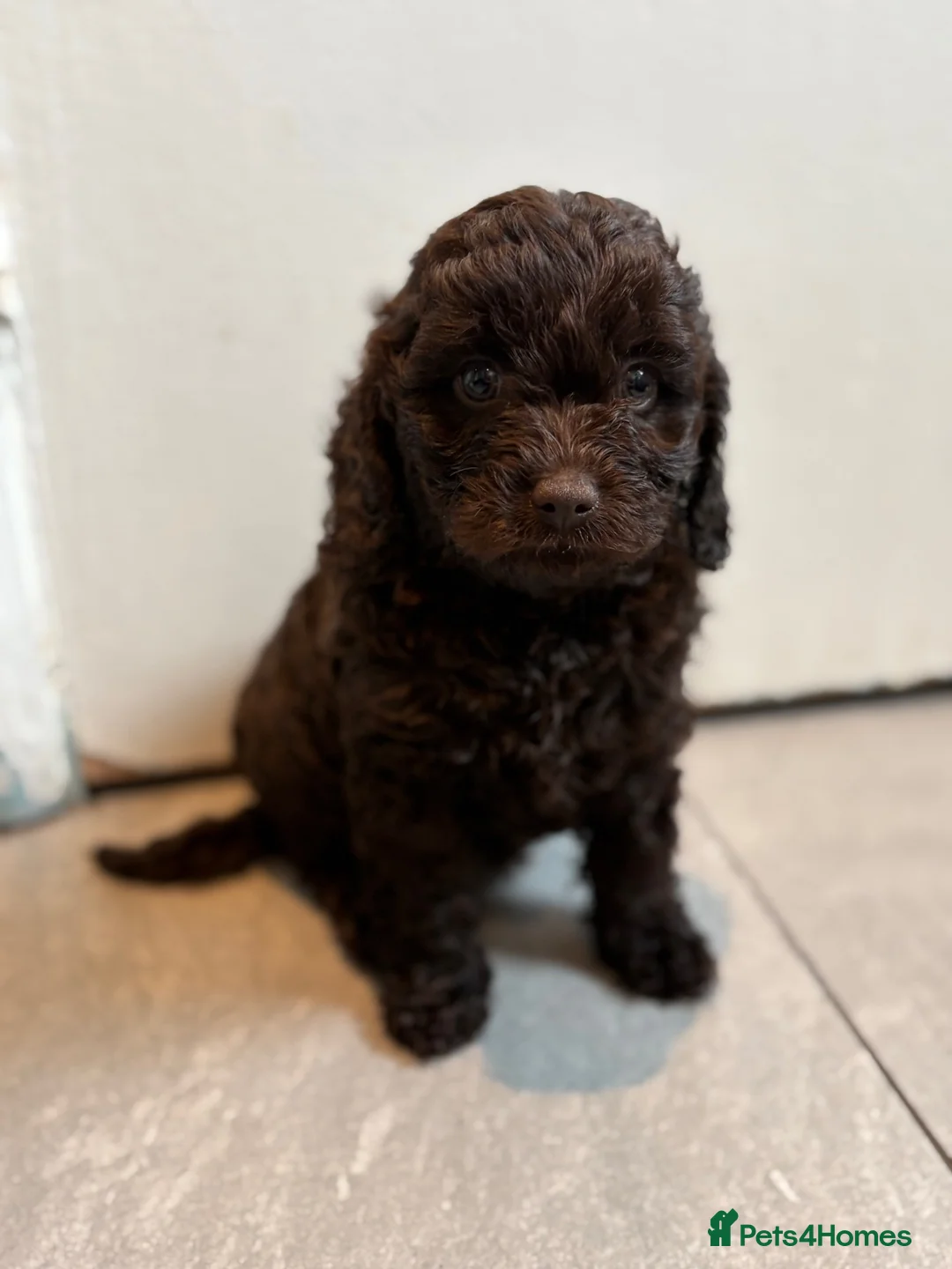 Cavapoo dogs for sale: 4 chocolate Cavapoo puppies - Advert 1