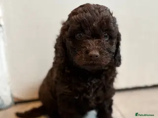 Cavapoo dogs 4 chocolate Cavapoo puppies - Advert 1