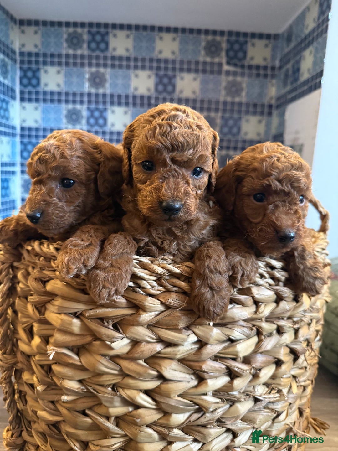 Cavapoo dogs for sale: Deep red Cavapoo puppies  - Image 4