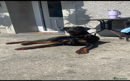 Dobermann dogs for sale: Doberman puppies for sale  - Image 6