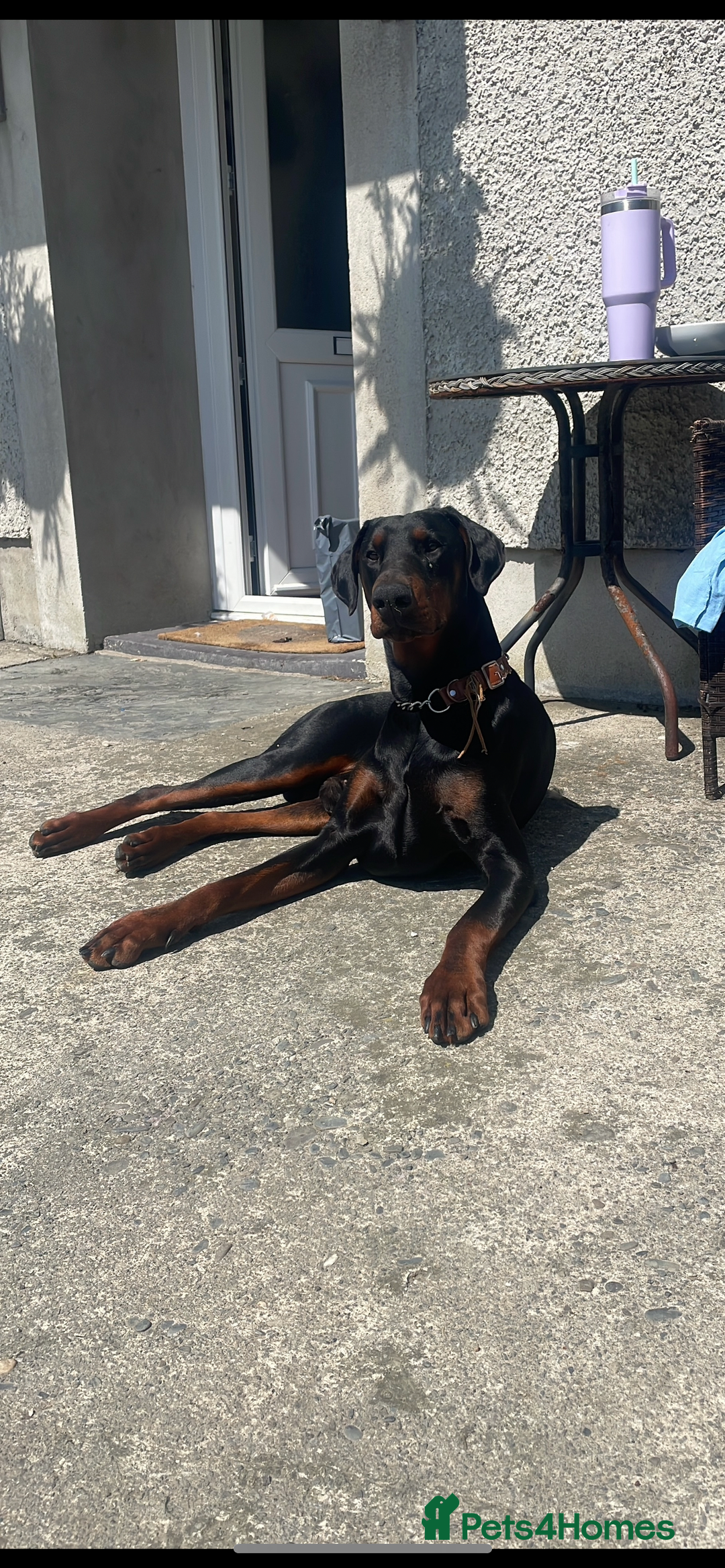 Dobermann dogs for sale: Doberman puppies for sale  - Image 6