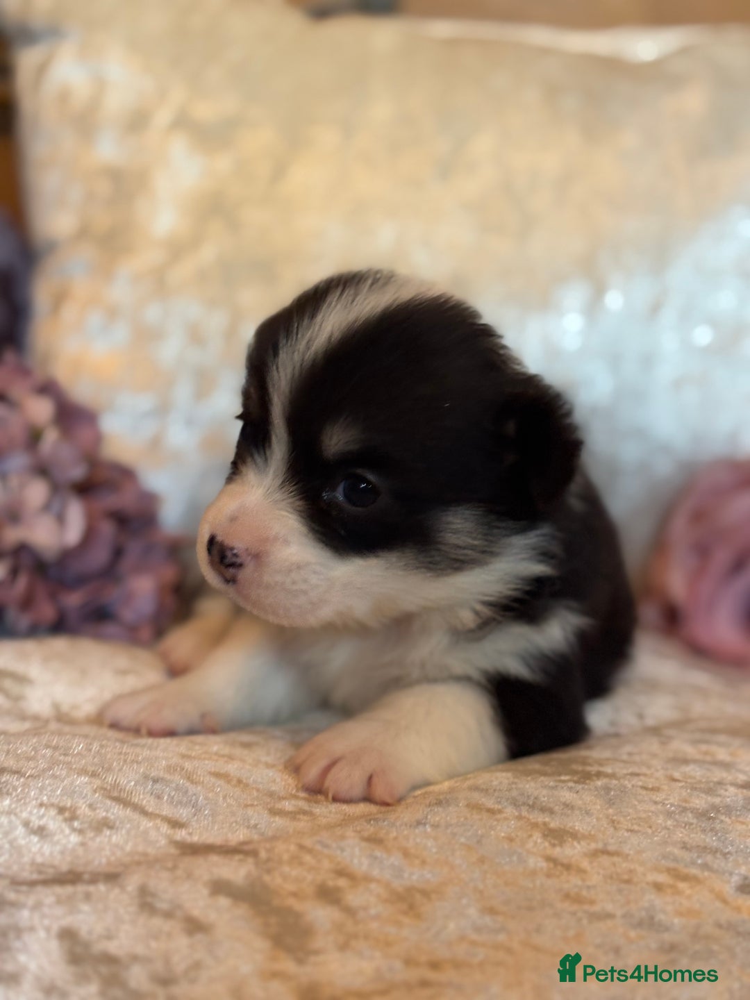 Welsh Corgi Pembroke dogs for sale: Pedigree, health tested parents, licensed breeder - Image 33