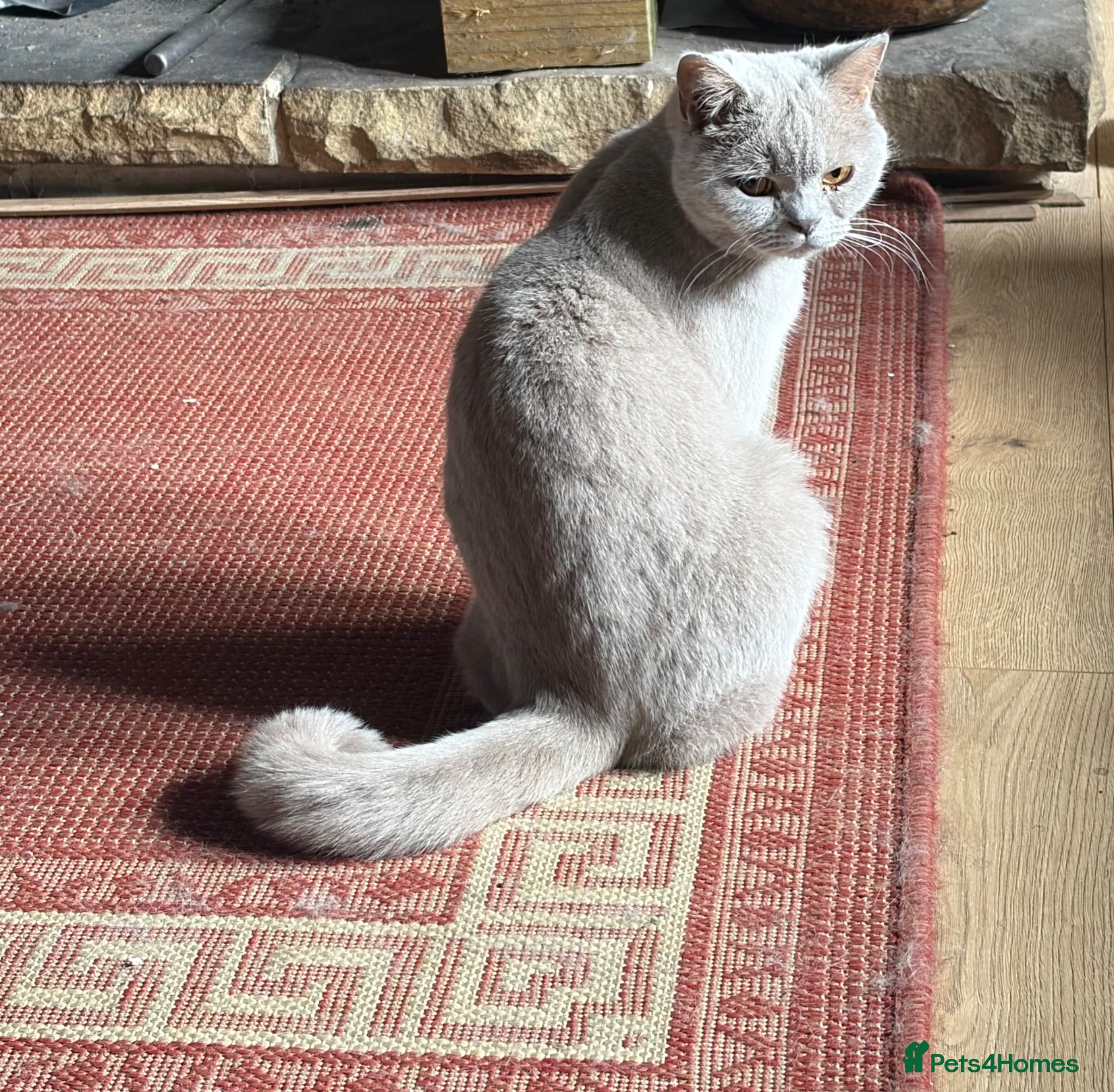 British Shorthair cats Two Bsh registered active females - Advert 3