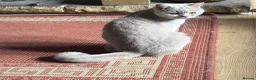 British Shorthair cats for sale: Two Bsh registered active females - Advert 5