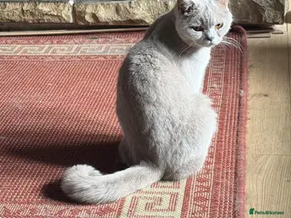 British Shorthair cats Two Bsh registered active females - Advert 3
