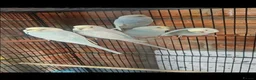 Budgerigars birds for sale: Baby budgies - Advert 4