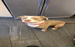 American Bully dogs for sale: BEAUTIFUL BOY DIESEL - Image 2
