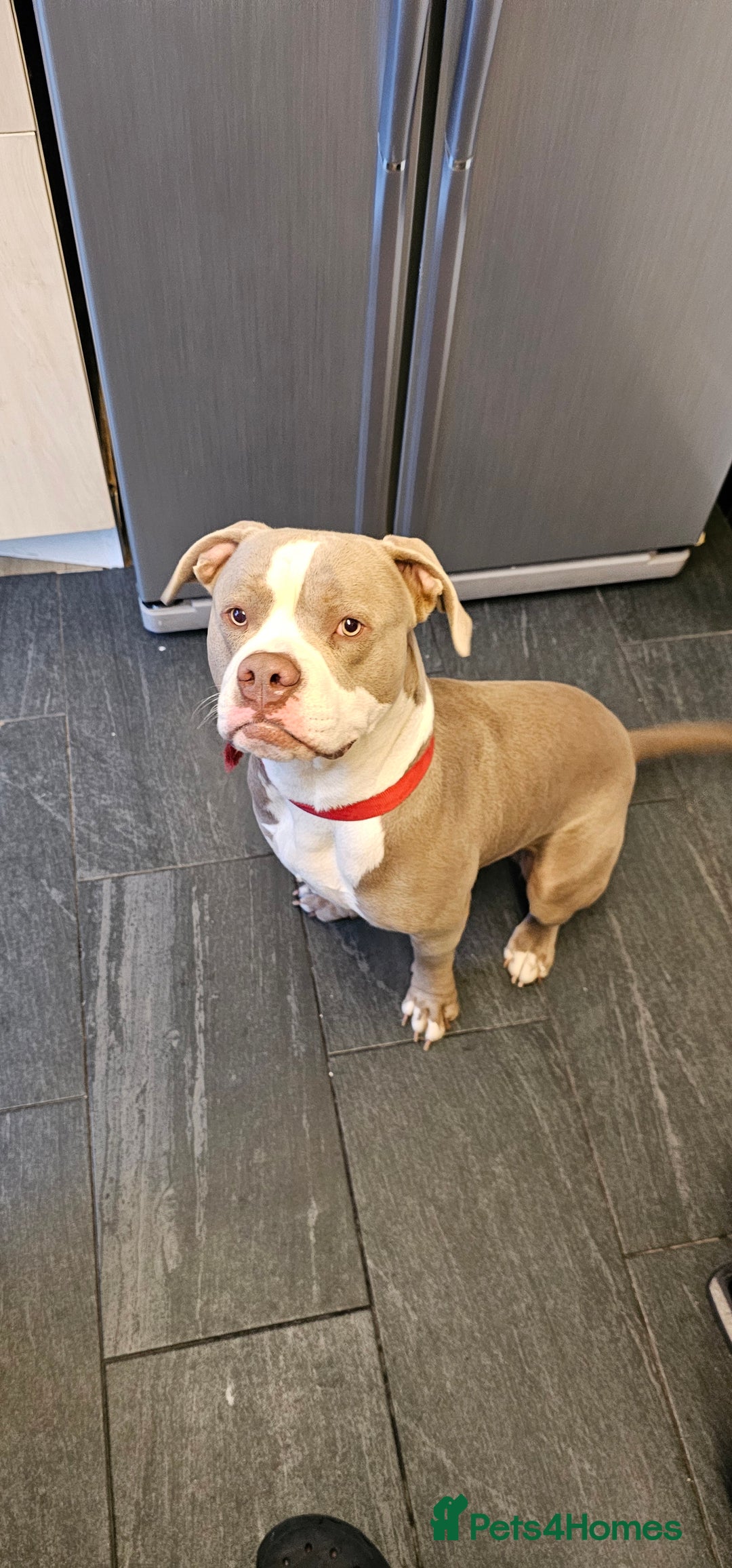 American Bully dogs for sale: BEAUTIFUL BOY DIESEL - Image 2