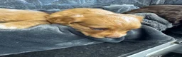 Cocker Spaniel dogs for sale: Working cocker spaniel puppies - Advert 4