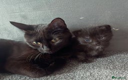 Mixed Breed cats for sale: Rehoming my male cat due to no fault of his own - Advert 4
