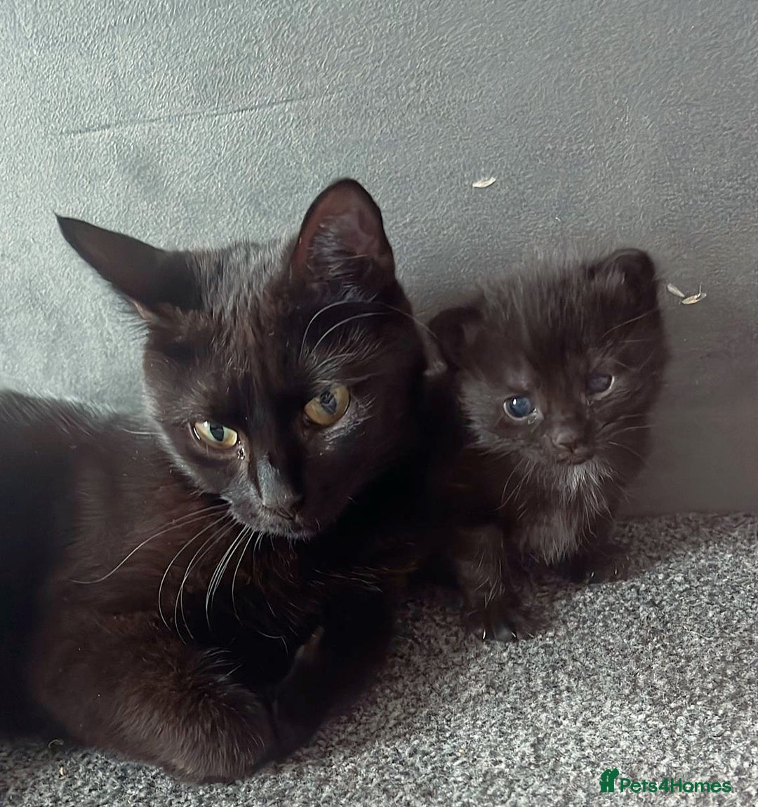 Mixed Breed cats for sale: Rehoming my male cat due to no fault of his own - Advert 4