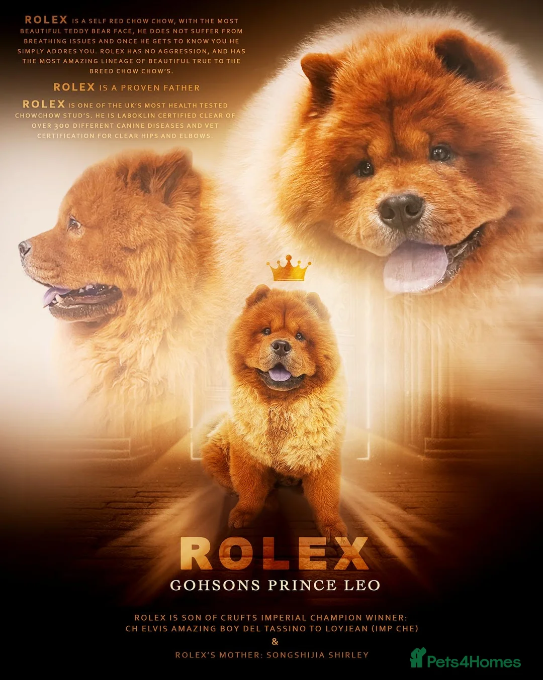 Chow Chow dogs for sale: Chow Chow Puppies Litter🐻 - Advert 6