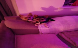 Yorkshire Terrier dogs for sale: Miniature Yorkshire terriers. Champion bloodline. - Image 8