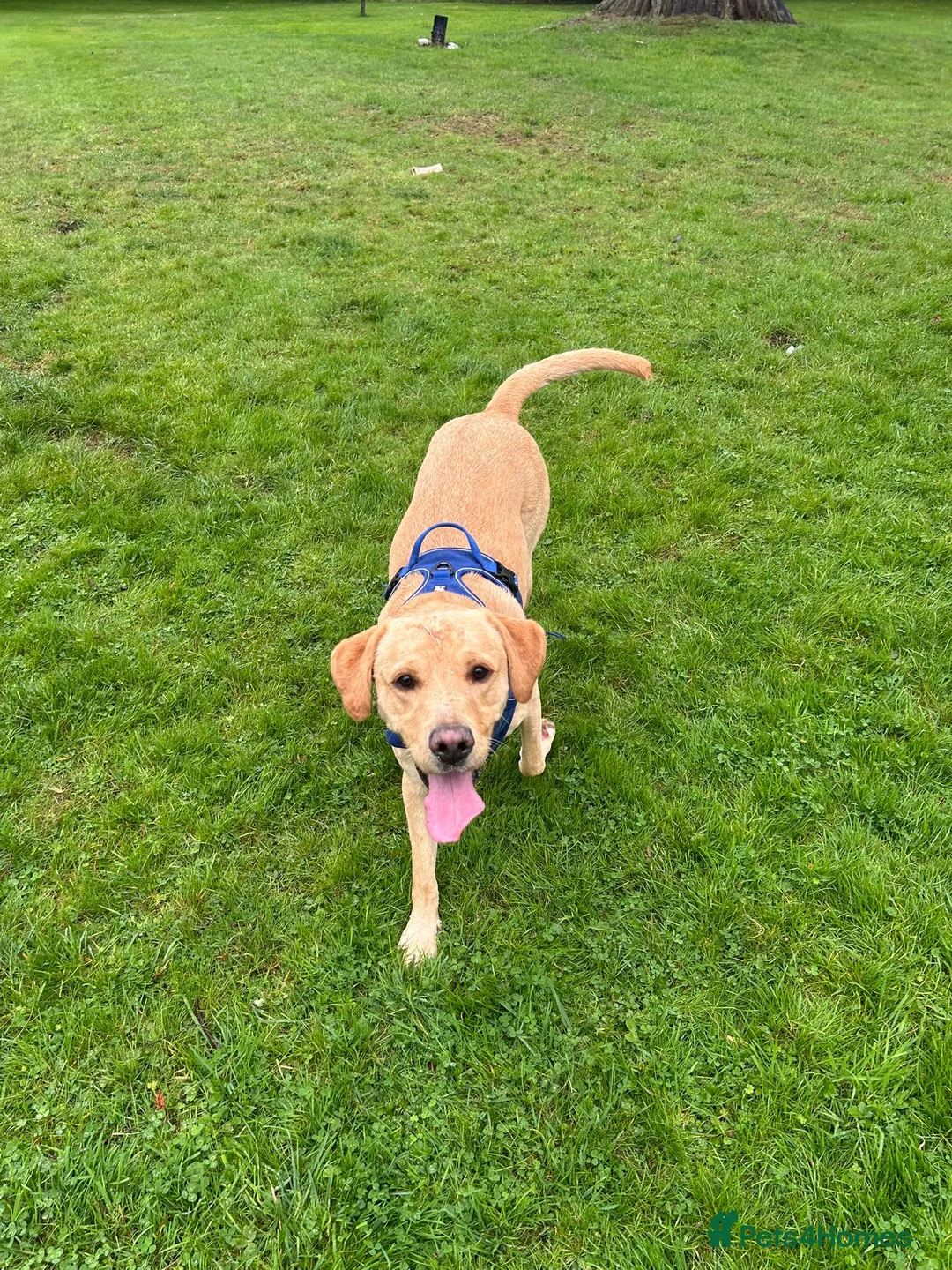 Labrador Retriever dogs for stud: Gorgeous KC Purebred Yellow Labrador For Stud - Advert 7