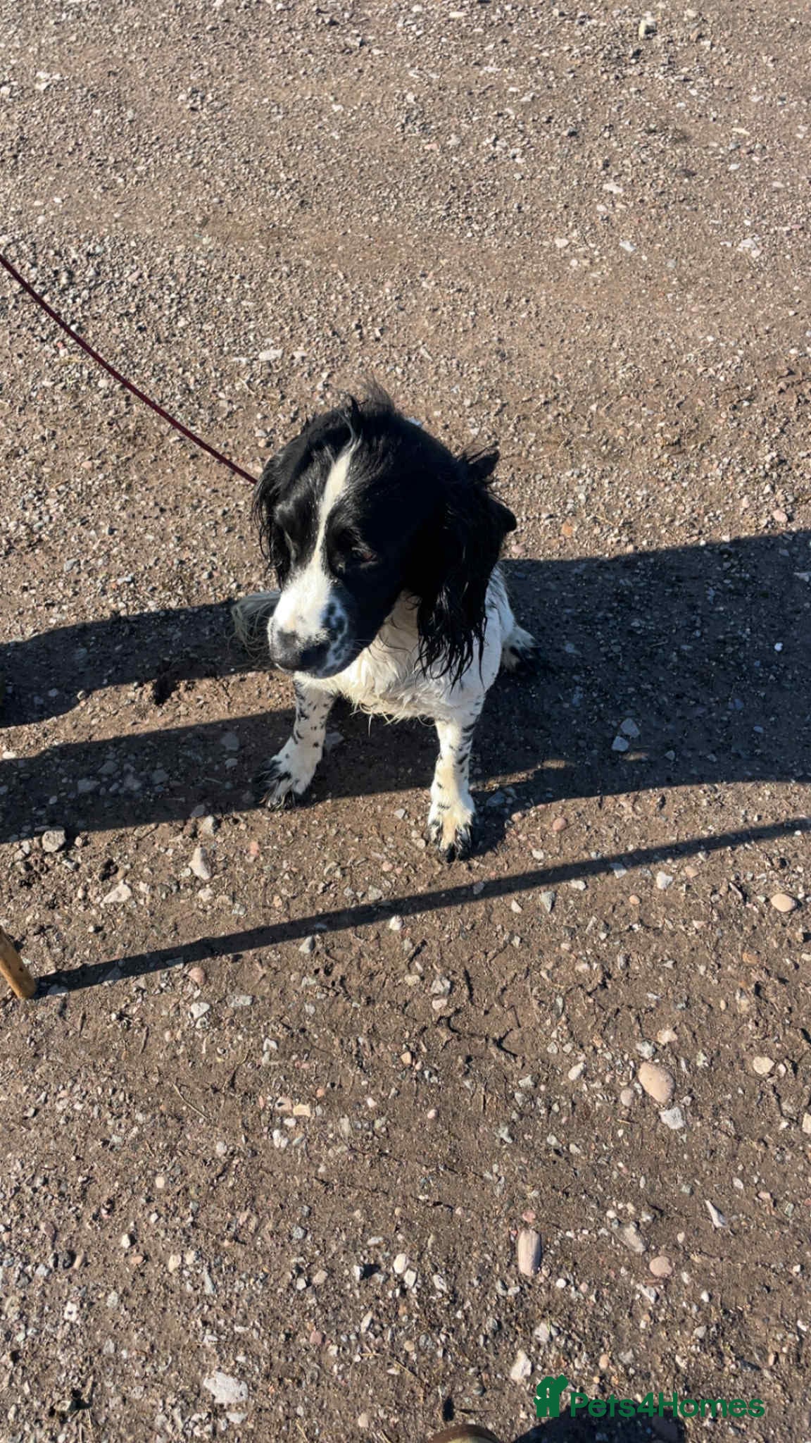 Sprocker dogs Working sprocker spaniel  - Advert 1