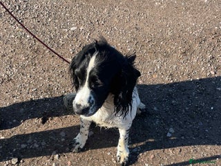 Sprocker dogs Working sprocker spaniel - Advert 1