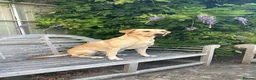 Labrador Retriever dogs for sale: K.C. Registered Puppies Health Checked Puppies in Tewkesbury - Advert 3