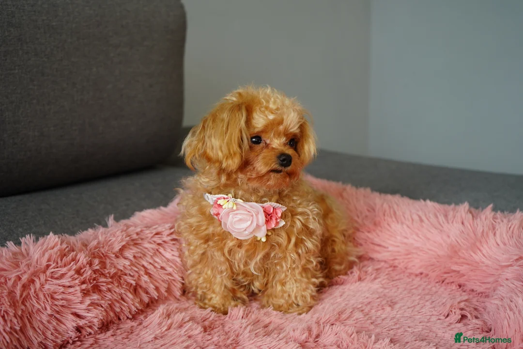 Maltipoo dogs for sale: Small F1 Asian Maltipoo female for sale - Advert 2
