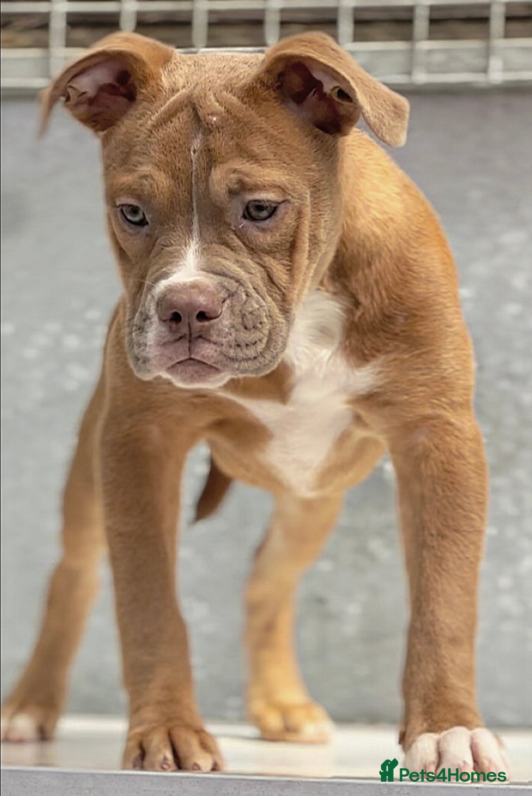 Olde English Bulldogge dogs for sale: Why Settle for Less? 5⭐️Rated,23 years experience  - Image 2