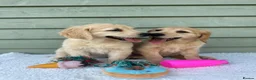 Golden Retriever dogs for sale: Golden Retriever Puppy - Advert 10