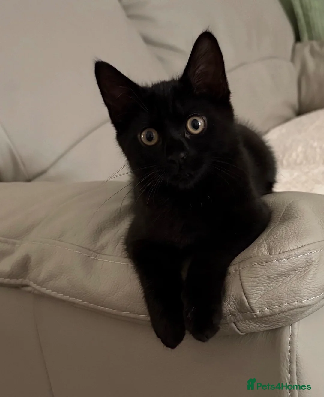 Mixed Breed cats for sale: Female cat  - Advert 2
