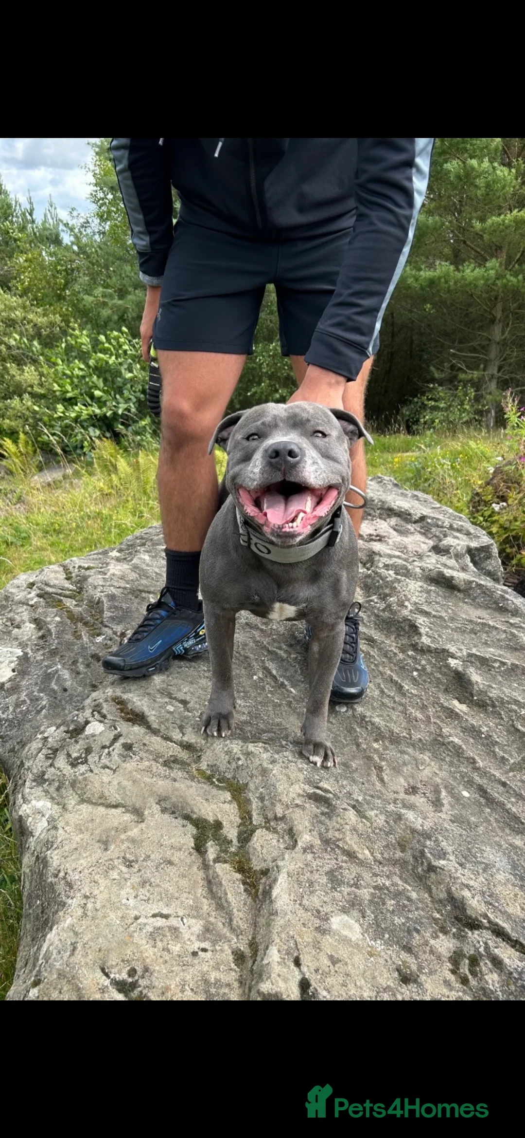 Staffordshire Bull Terrier dogs for stud: Blue Staffordshire Bull Terrier for STUD!  in Newcastle upon Tyne - Advert 2