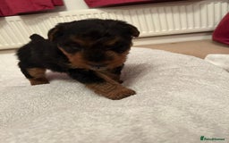 Welsh Terrier dogs for sale: Stunning Health Tested KC Reg Welshie Puppies - Advert 12