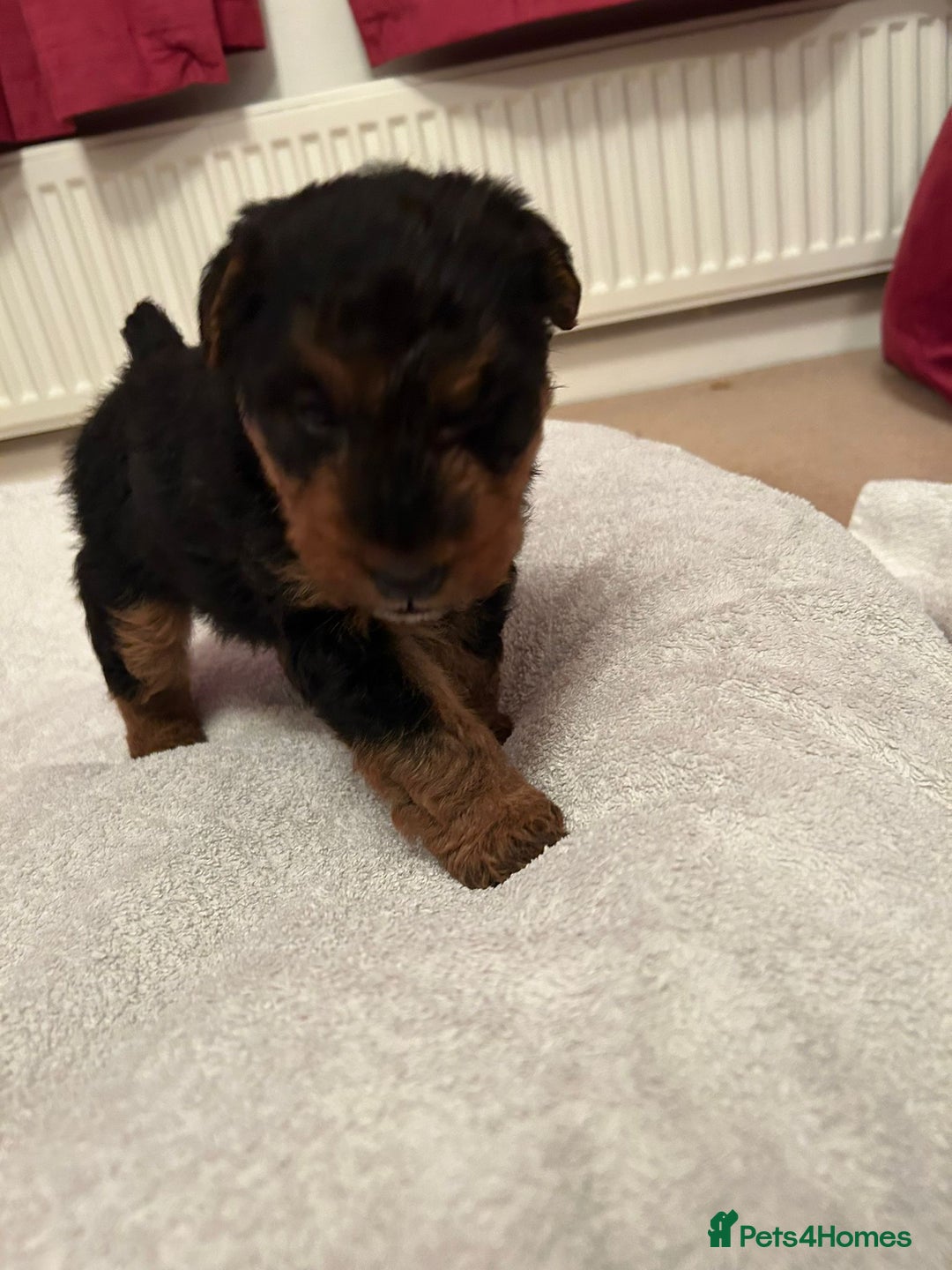 Welsh Terrier dogs for sale: Stunning Health Tested KC Reg Welshie Puppies - Advert 12