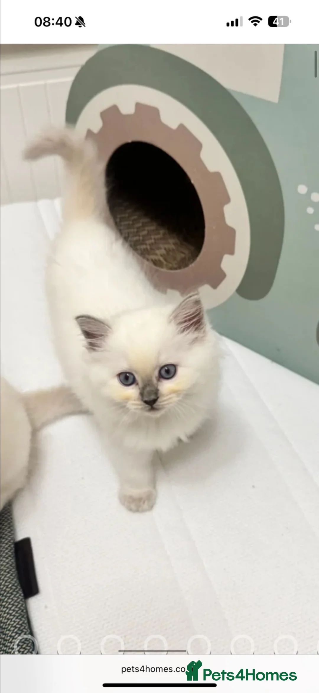 Ragdoll cats for sale: GCCF Adorable ragdoll kittens ready to gohome now - Advert 1