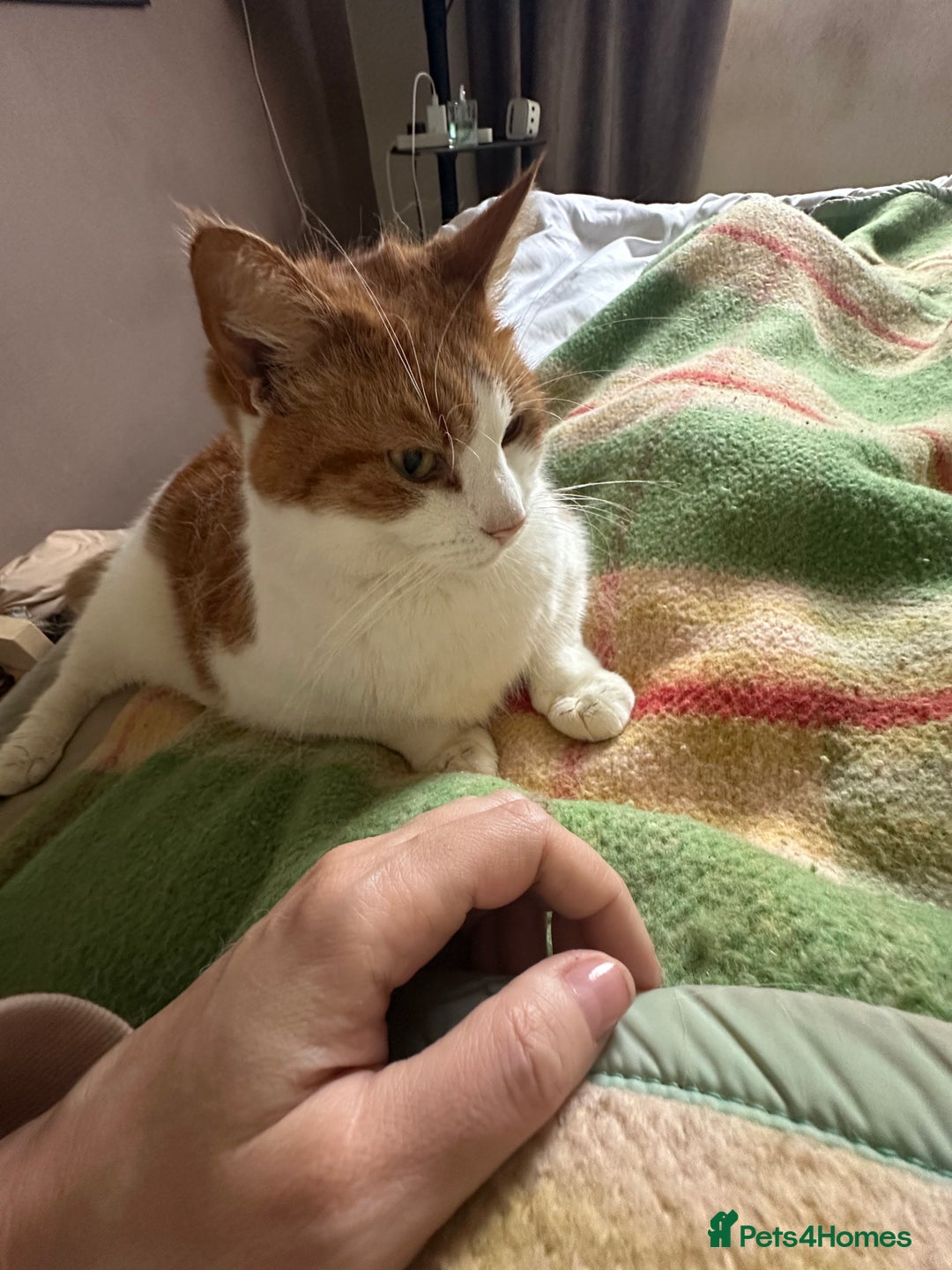 Domestic Shorthair cats for sale: Momie the Foodie - Advert 5