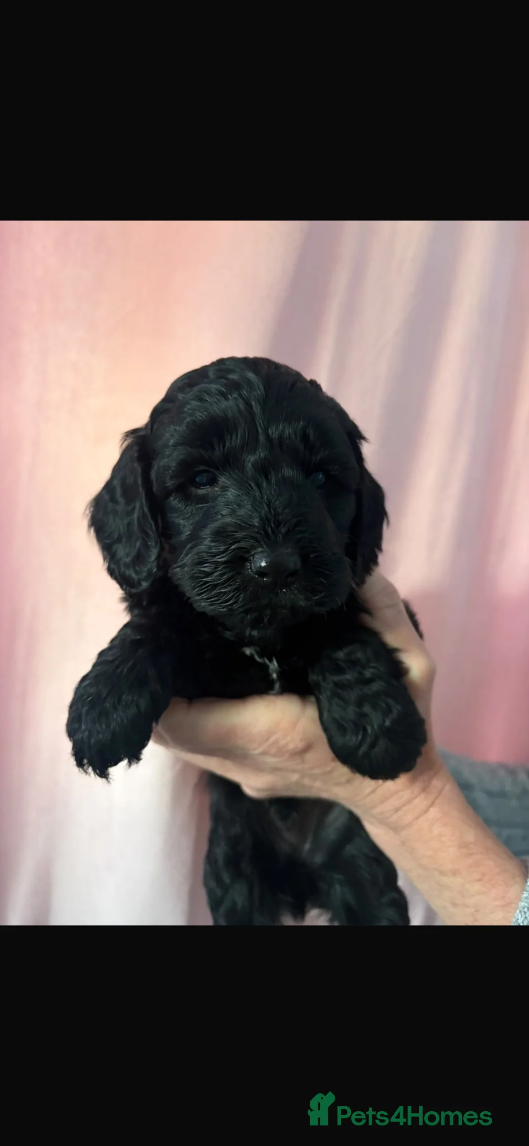 Cockapoo dogs for sale: 6 beautiful cockapoos for sale  - Advert 2
